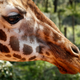 A giraffe at the Giraffe Centre in Kenya Dec. 7, 2016. Image via Khaled Kazziha/AP Photo.